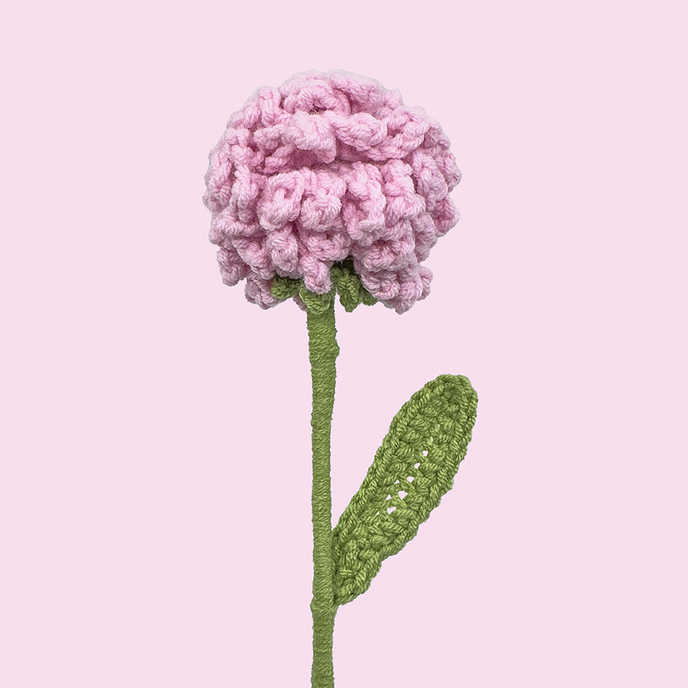 Krysantemum - Baggrund